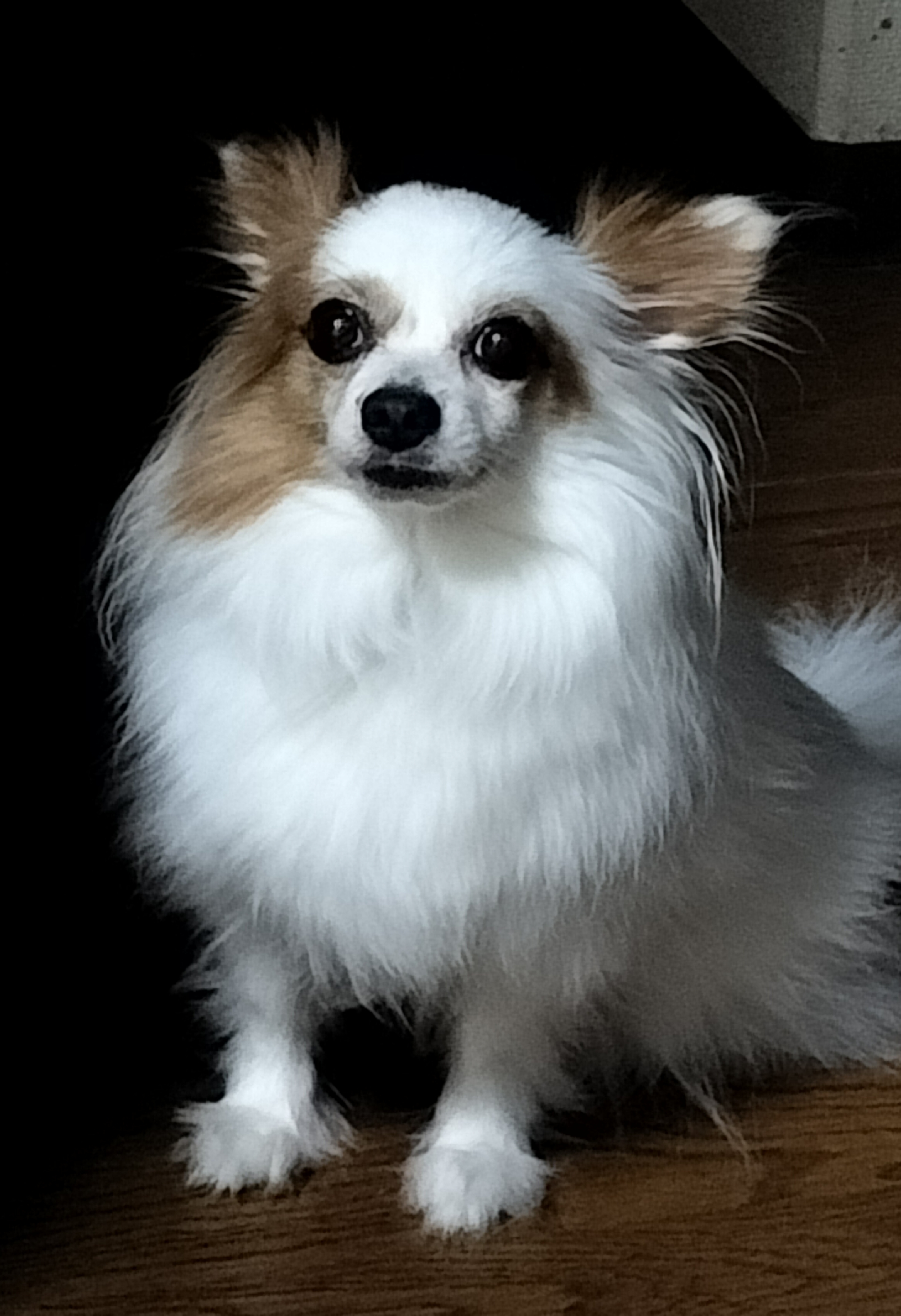 メンバー